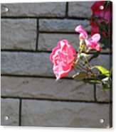 Pink Rose Against Grey Bricks Acrylic Print