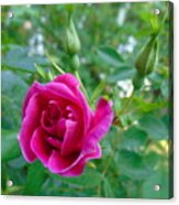 Pink Rose And Buds Acrylic Print
