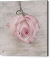 Pink Rose Beauty Acrylic Print