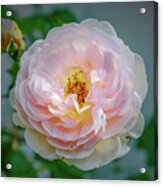 Pink Rose #c3 Acrylic Print