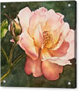 Pink Rose Acrylic Print