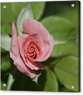 Pink Rose Acrylic Print