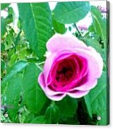 Pink Rose Acrylic Print