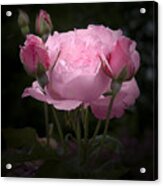 Pink Rose With Buds Acrylic Print