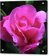 Pink Rose With Raindrops Acrylic Print