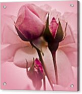 Roses In Pink Mist Wall Art Acrylic Print