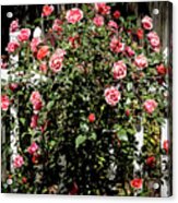 Pink Roses Acrylic Print