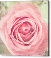 Pink, Single Rose Acrylic Print