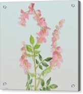Pink Tiny Flowers Acrylic Print