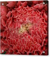 Pink Torch Ginger 1 Acrylic Print