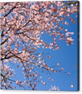 Pink Trees In Full Bloom In Spring Acrylic Print