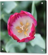 Pink Tulip Top View Acrylic Print
