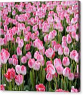 Pink Tulips- Photograph Acrylic Print