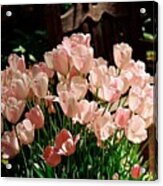 Pink Tulips Acrylic Print