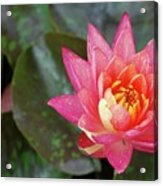 Pink Water Lily Beauty Acrylic Print