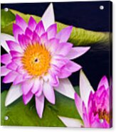 Pink Water Lily Acrylic Print