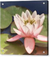 Pink Water Lily - Photograph Acrylic Print