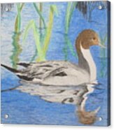 Pintail Duck Acrylic Print