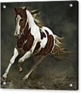 Pinto Horse In Motion Acrylic Print