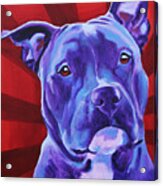 Pit Bull - Shakti Acrylic Print