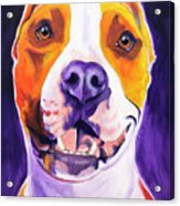 Pit Bull - Rexy Acrylic Print