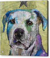 Pit Bull Terrier Acrylic Print