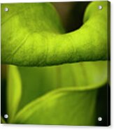 Pitcher Plant Abstract Acrylic Print