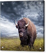 Plains Buffalo On The Prairie Acrylic Print