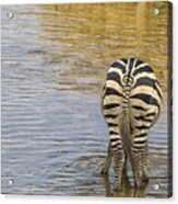 Plains Zebra Acrylic Print