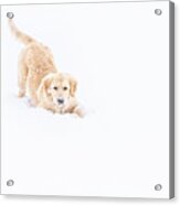 Playful Puppy In So Much Snow Acrylic Print