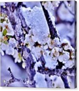 Plum Blossoms In Snow Acrylic Print