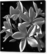 Plumeria Proper Evening Acrylic Print