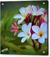 Plumeria Sunset Acrylic Print