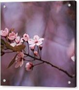 Pnw Blossoms Acrylic Print