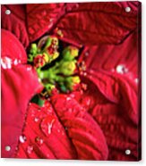 Poinsettia Acrylic Print