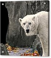 Polar Bear 101 Acrylic Print
