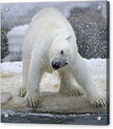Polar Bear Acrylic Print