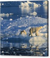 Polar Bear And Cubs On Ice Acrylic Print