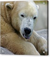 Polar Bear Waking Acrylic Print
