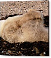 Polar Bear Warmup Acrylic Print