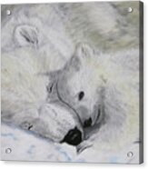Polar Bears Acrylic Print