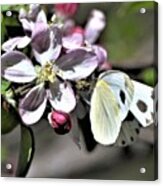 Pollinating The Apple Blossoms Acrylic Print