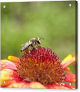 Pollinator And Flower Acrylic Print