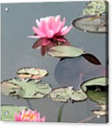 Pond Lilies 2 Acrylic Print