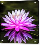 Pond Water Lily Acrylic Print