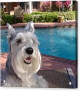 Pooch At Poolside Acrylic Print