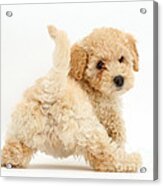 Poochon Puppy Acrylic Print