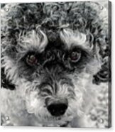 Poodle Eyes Acrylic Print