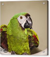 Pookie Severe Macaw Acrylic Print