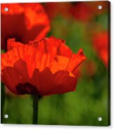 Poppies In A Meadow Acrylic Print